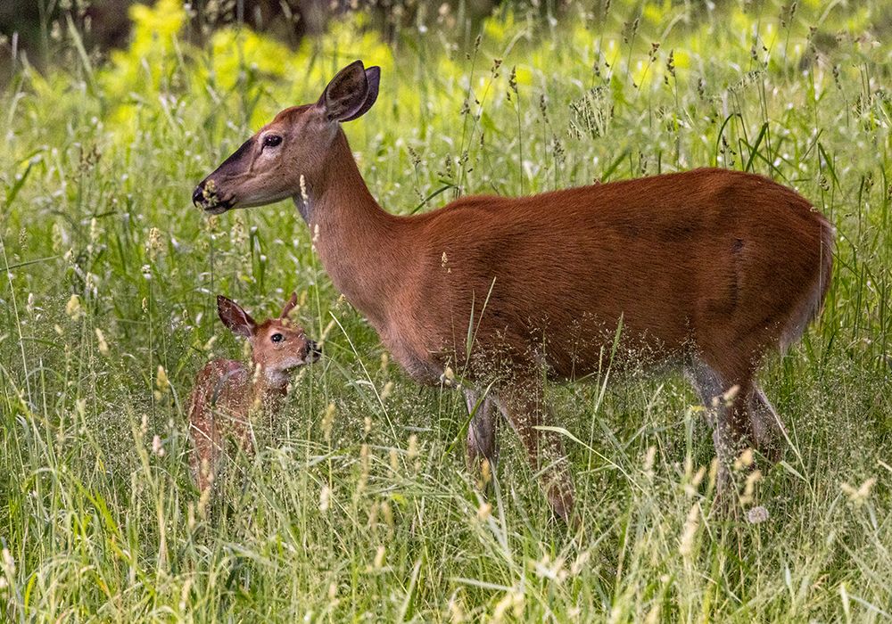 Whitetail deer doe and fawn in Whitefish-Montana-USA